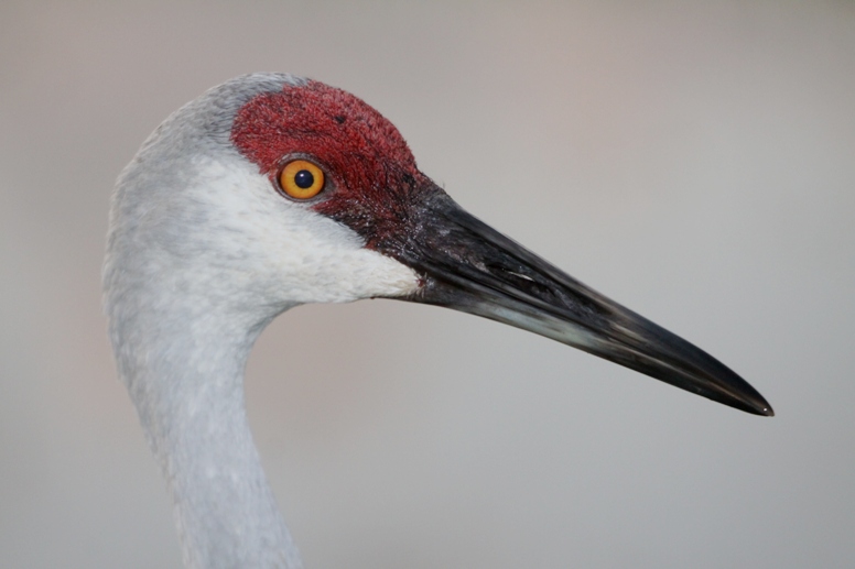 sandhill crane